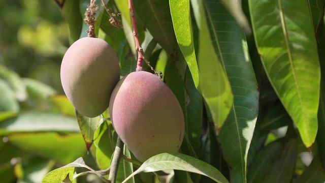 Mango fruits on a tree in Peru. 4K video footage