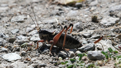  locust