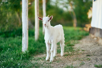 goat on a meadow