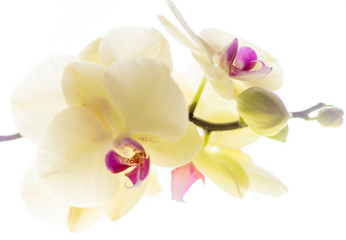 Naklejka na ściany i meble beautiful white Orchid on white isolated background