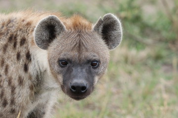 Spotted hyena (crocuta crocuta) face closeup, Masai Mara National Park, Kenya.