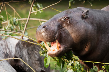 muzzle of a dwarf Liberian hippo, portrait. , a cute little fat hippo eating green foliage and...