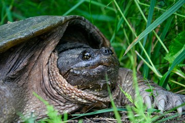 Snapping turtle sitting in the grass