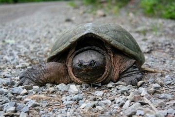 Snapping turtle sitting on a gravel road