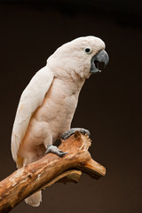The scream of a parrot. Moluccan cockatoo sits on a branch, peppy and smart pale pink bird on a dark background on a branch.