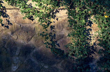 english ivy on a stone wall in the evening light