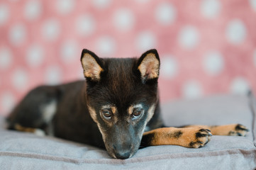 Hund Welpe Shiba Inu im Fotostudio
