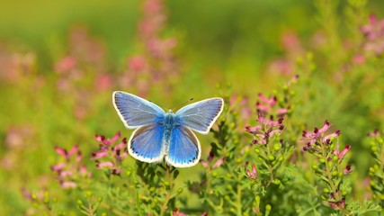 Polyommatus dorylas 591