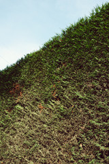 Green Hedge on a Curb