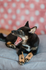 Hund Welpe Shiba Inu im Fotostudio