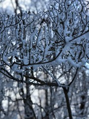 branch of tree in winter