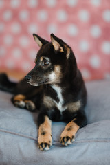 Hund Welpe Shiba Inu im Fotostudio