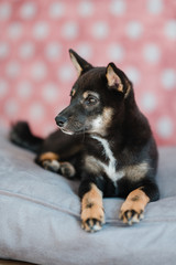 Hund Welpe Shiba Inu im Fotostudio