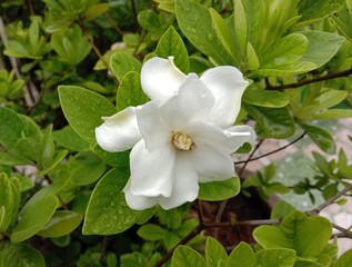 Gardenia flower  is a shrub about 1-2 meters high, branching very branches. Stems slender, conical, lanceolate, lanceolate, and lanceolate. The leaves are rounded green. Single white flowers axillary 