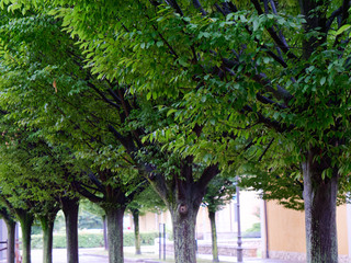green tree crowns in an alley in the old town of italy