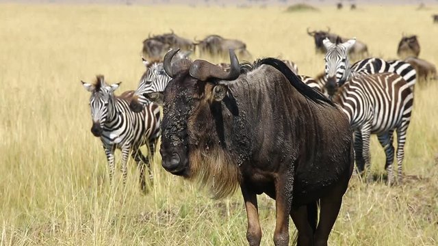 Wildebeests and zebras in the savannah. Close-up. Masai Mara National Park. Kenya. Great Migration.