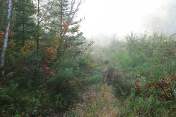 Obraz premium Early morning walking trail in heavy fog -peaceful mood