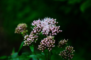 Medicinal plant calf meadow with beautiful flowers