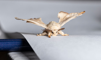 silkworm in a one white paper 