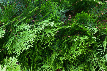 Thuja branches close up. Evergreen tree.