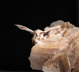 Silkworm on the rock with black background	