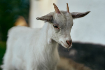 goat on the farm