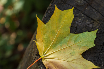 yellow maple leaf on the old wood