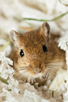 Mongolische W&uuml;stenrennmaus (Meriones)