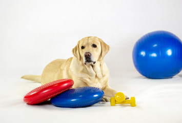 Dog Labrador with balance disk dumbbells