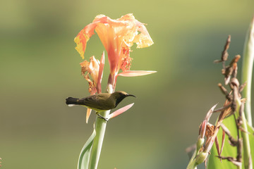 The brown-throated sunbird (Anthreptes malacensis), also known as the plain-throated sunbird, is a species of bird in the Nectariniidae family. It is found in a wide range of semi-open habitats in sou