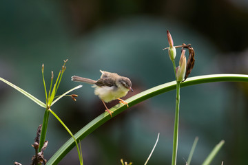  The plain prinia (Prinia inornata), also known as the plain wren-warbler or white-browed wren-warbler. It is a small cisticolid warbler found in southeast Asia. It is a resident breeder.