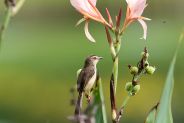  The plain prinia (Prinia inornata), also known as the plain wren-warbler or white-browed wren-warbler. It is a small cisticolid warbler found in southeast Asia. It is a resident breeder.
