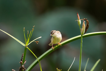  The plain prinia (Prinia inornata), also known as the plain wren-warbler or white-browed wren-warbler. It is a small cisticolid warbler found in southeast Asia. It is a resident breeder.