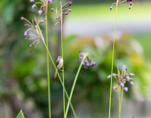  The plain prinia (Prinia inornata), also known as the plain wren-warbler or white-browed wren-warbler. It is a small cisticolid warbler found in southeast Asia. It is a resident breeder.