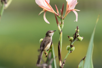  The plain prinia (Prinia inornata), also known as the plain wren-warbler or white-browed wren-warbler. It is a small cisticolid warbler found in southeast Asia. It is a resident breeder.
