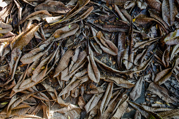 Stack of dry leaves in winter. natural background.