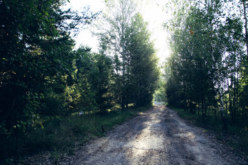Fototapeta na wymiar Path between trees in forest