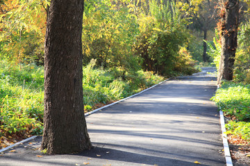 Obraz premium Fall in town. The park alley in autumn season with a chestnut tree in the center. Environmental protection concept or work result of the foolish men
