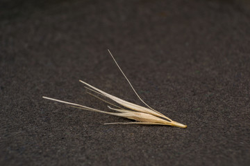 Macro photo of a tiny arrowheads of the foxtail grass.  to an animal’s fur before travelling only...