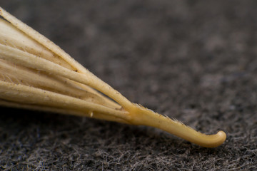 Macro photo of a tiny arrowheads of the foxtail grass.  to an animal’s fur before travelling only...