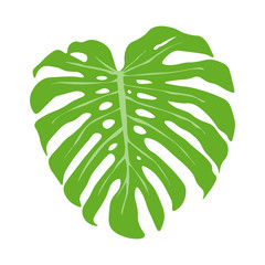 Tropical tree leaf. Isolated flat vector illustration. Home palm leaf.