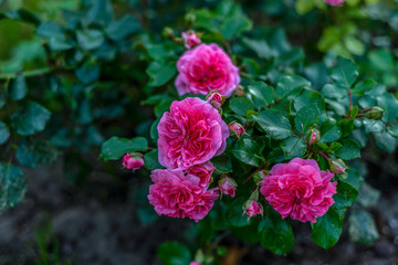 rose Bush on green grass