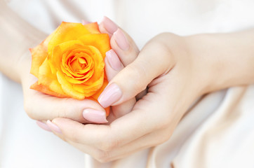 Female hands are holding an orange rose in their hands.