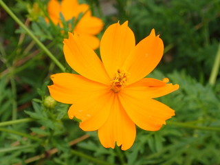 キバナコスモス