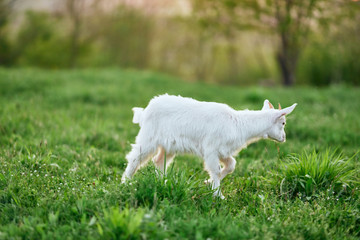 Obraz premium goat on green grass