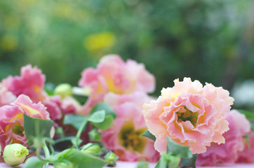 Beautiful pink eustoma on a background of green plants.