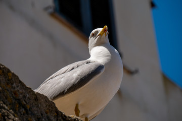 seagull running on the shore Close up view of white birds seagulls walking. A seagull staring at the camera.
