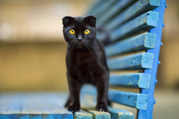 black cat on Halloween, with yellow eyes, sitting on a blue bench - Powered by Adobe