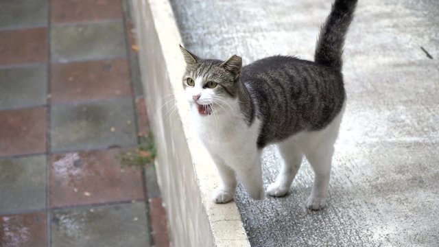 Cute three legged cat is meowing at outdoor in the rain