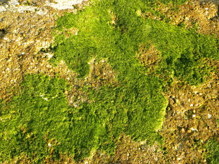 green moss on stones, background